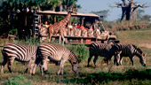 Kilimanjaro Safaris®