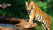 Maharajah Jungle Trek®