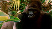 Pangani Forest Exploration Trail®