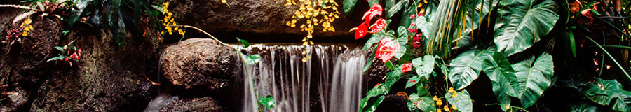 Disney's Polynesian Resort