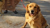 wdw-the-campsites-at-ft-wilderness-overview-pets-170x96.jpg
