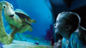 Turtle Talk with Crush